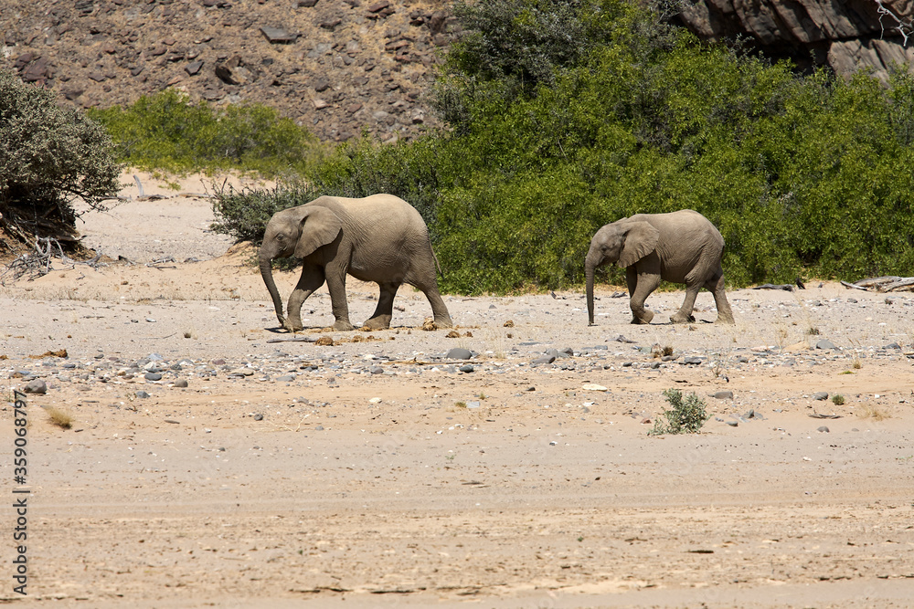 Fototapeta premium Very rare wild desert elephant family protecting babies in Hoanib river valley, Kunene, Damaraland, Kaokoveld, Kaokoland, Sesfontein, Namibia