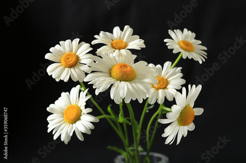 Chamomile flowers on a black background close-up
