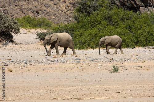 Very rare wild desert elephant family protecting babies in Hoanib river valley, Kunene, Damaraland, Kaokoveld, Kaokoland, Sesfontein, Namibia