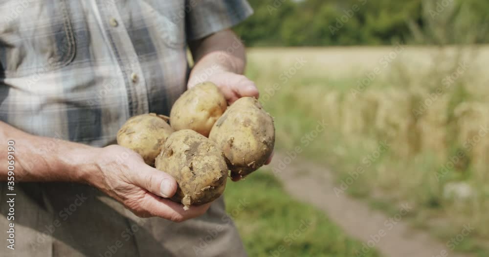 Close view of young potatoes in male hands at camera in field