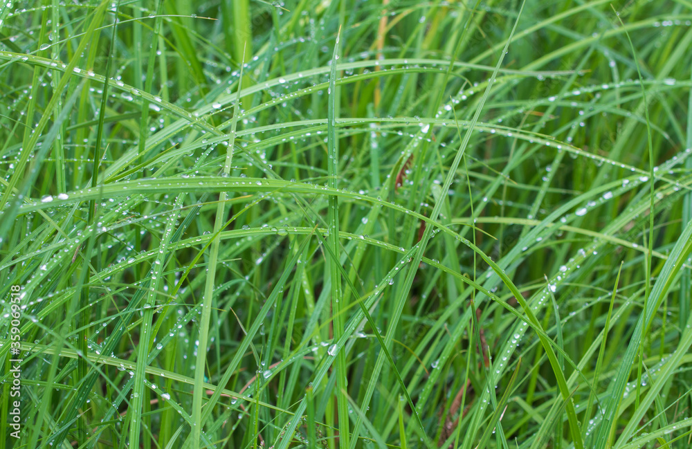 green grass background
