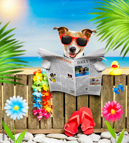 dog  on  beach on summer vacation holidays © Javier brosch