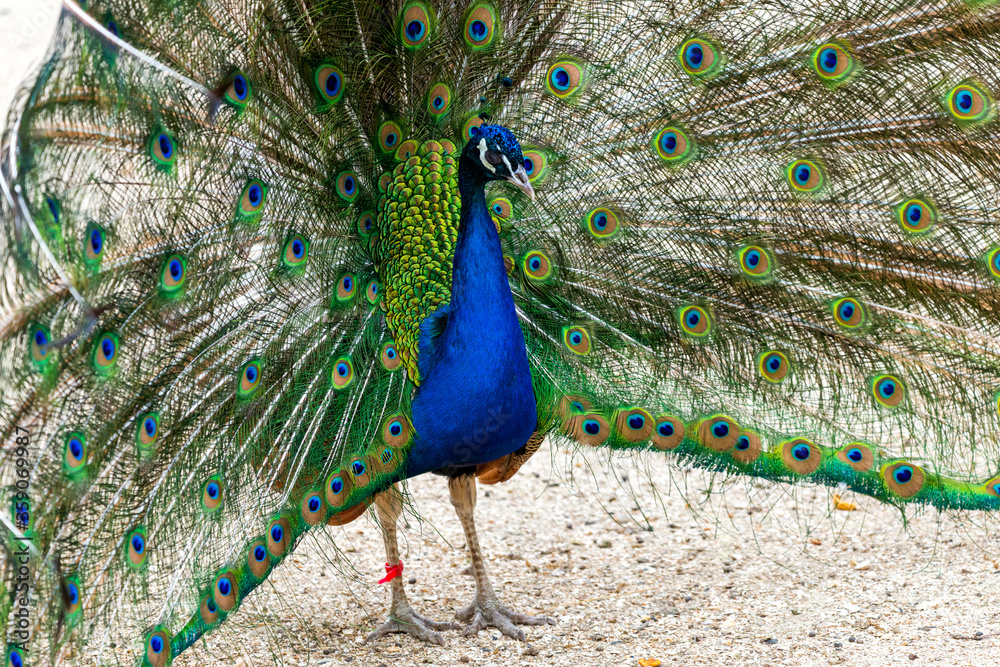 Obraz premium Close up male peacock with fully unfolded feathers of his tail
