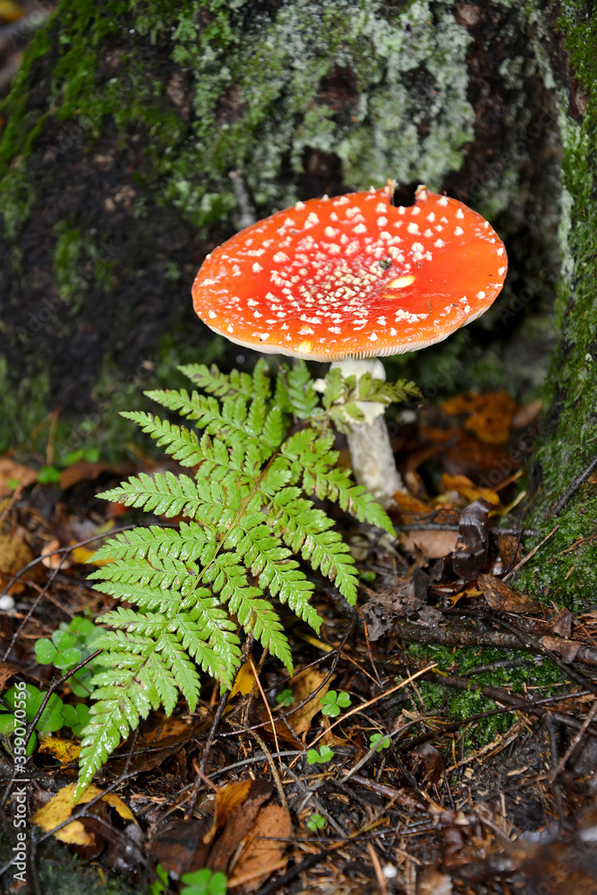 Fly agaric (Amanita muscaria (L.) Hook.) and fern leaf Fly agaric (Amanita muscaria (L.) Hook.) and fern leaf