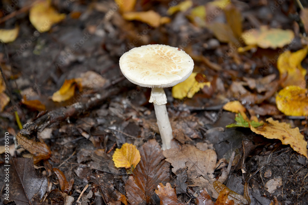 Pale epaulette (Amanita phalloides (Fr.) Link) is growing among last year's foliage Pale epaulette (Amanita phalloides (Fr.) Link) is growing among last year's foliage