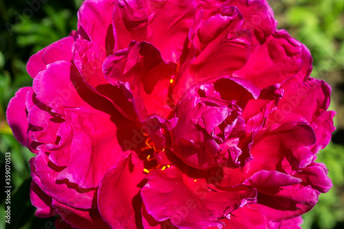Fototapeta Naklejka Na Ścianę i Meble -  Peony red and pink flower blooms