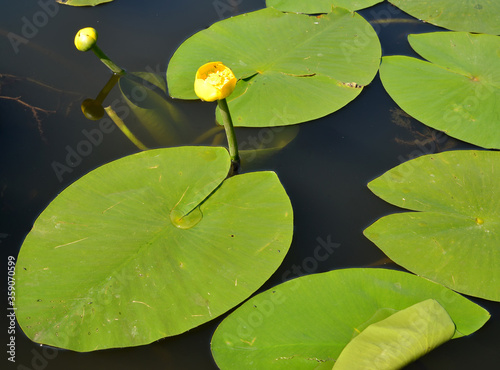 Fotografie The yellow water lily (Nuphar lutea L.). Flowers and leaves