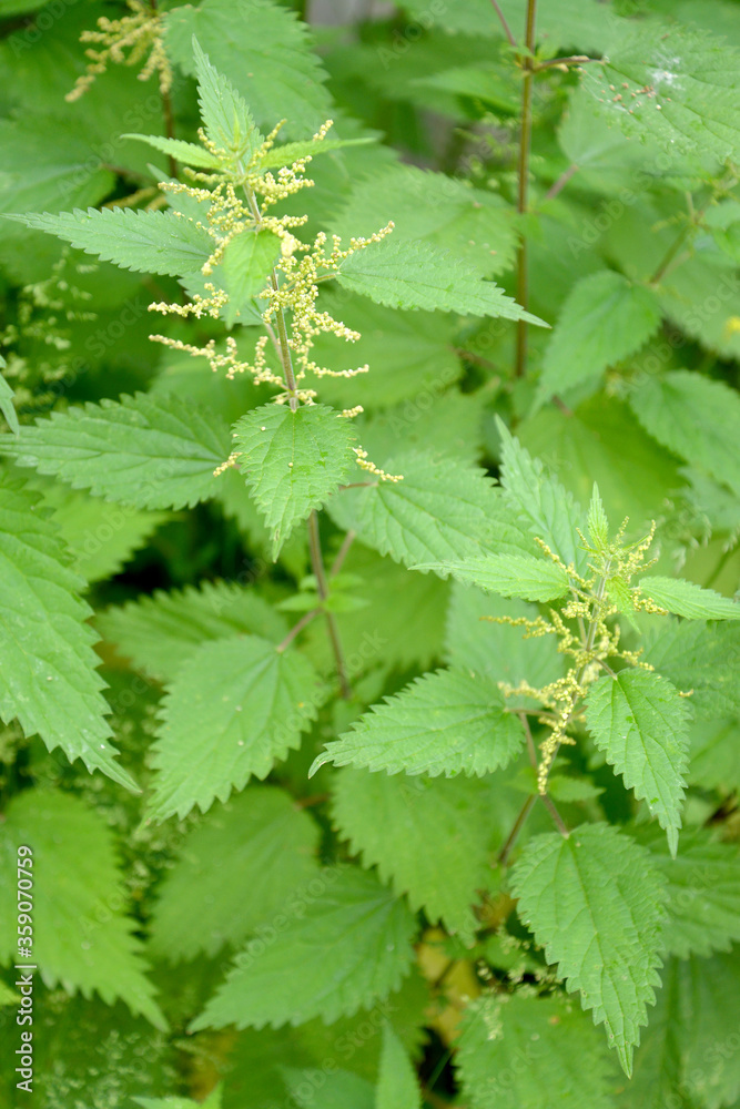 Nettle dioecious (Urtica dioica L.). The blossoming plants Nettle dioecious (Urtica dioica L.). The blossoming plants