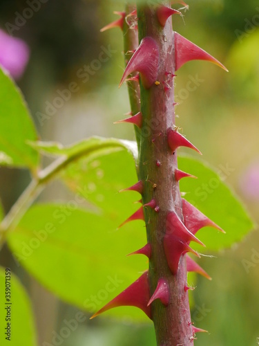 Closeup of large pink thorns of rose Gertrude Jekyll