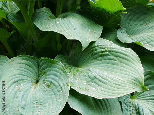 Large greenish blue hosta leaves with raindrops