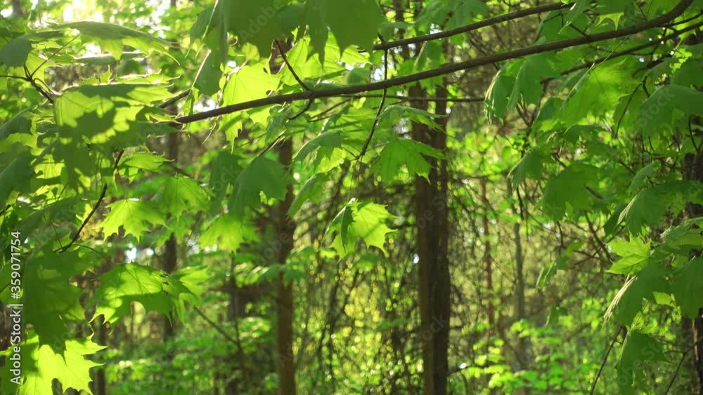 Beautiful green trees in sunlight, light breeze wind in forest at sunny day.