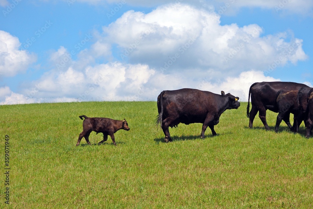 Kuh und Kalb auf der Wiese Kuh und Kalb auf der Wiese