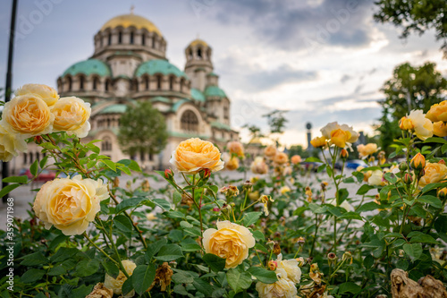 Fototapeta Naklejka Na Ścianę i Meble -  Blooming yellow roses on the background of St. Alexander Nevski cathedral square in Sofia Bulgaria. Flowers in June at popular landmark