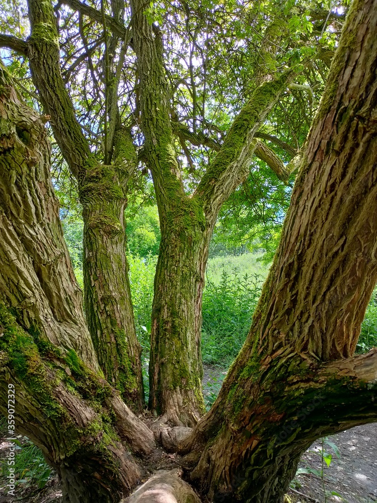 Obraz premium tree in the forest