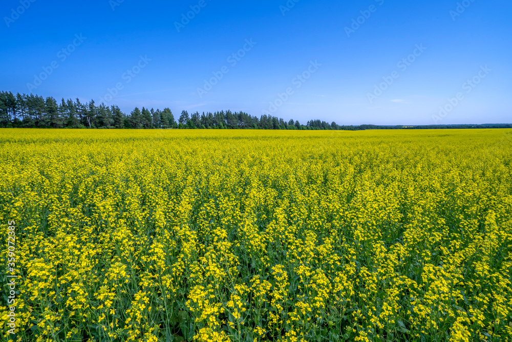 A field of bright yellow flowering rapeseed stretches to the horizon against a blue sky