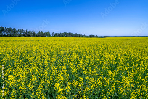 A field of bright yellow flowering rapeseed stretches to the horizon against a blue sky © Игорь Кляхин