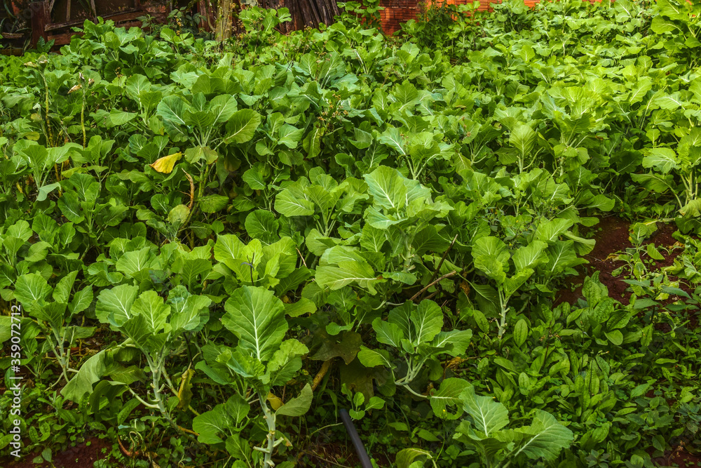 A cabbage plantation A cabbage plantation