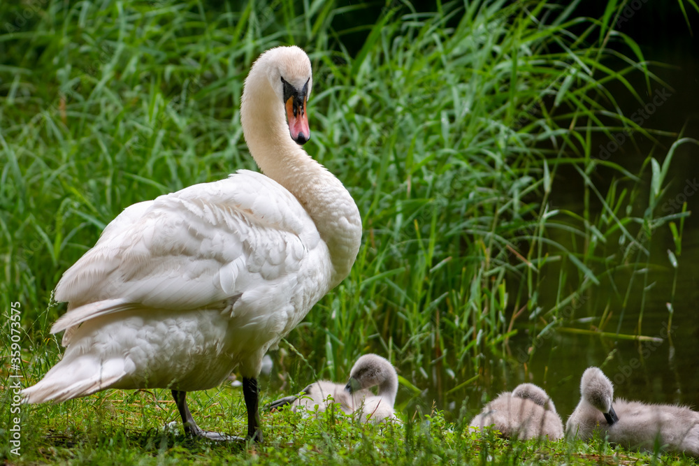 Fototapeta premium Swan watching over its ducklings.