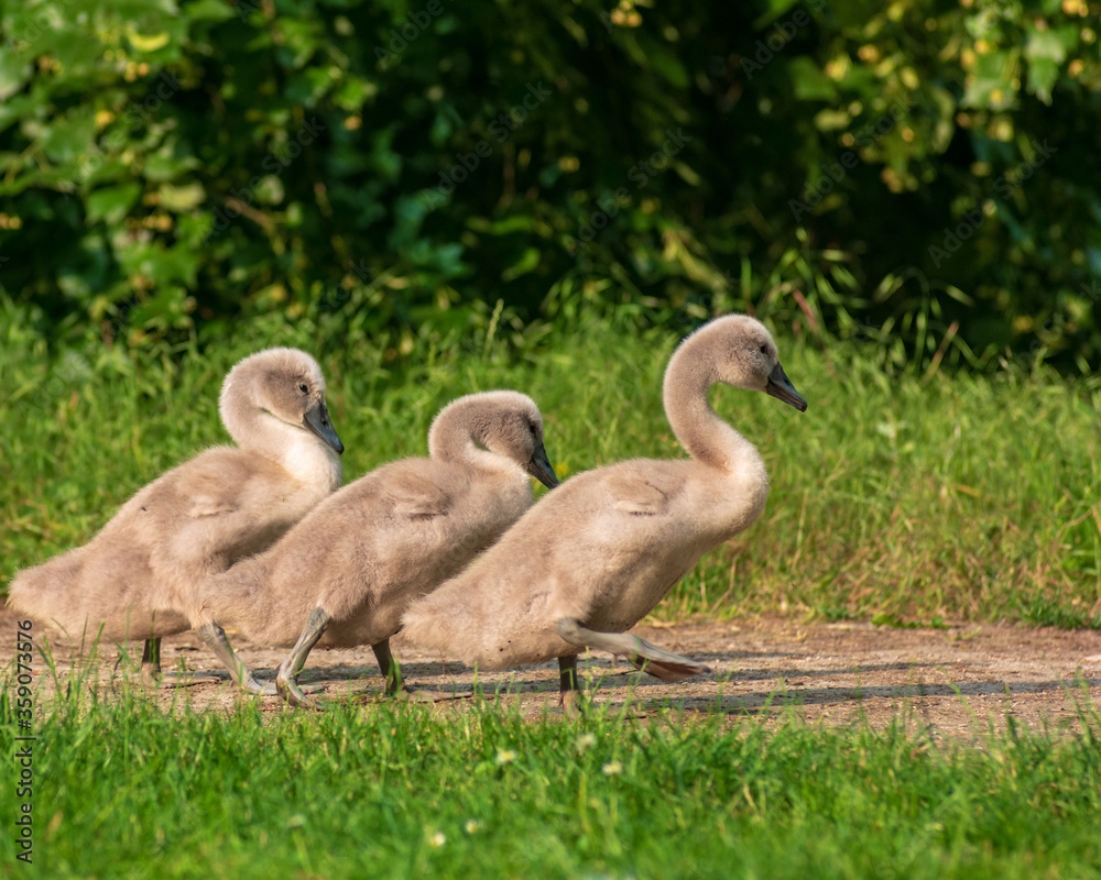 Young swan ducklings traveling on the park path. Outdoor blurred background. Young swan ducklings traveling on the park path. Outdoor blurred background.