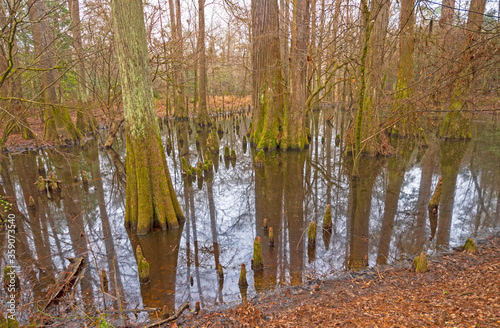 Quiet Wetland in a Hardwood Forest