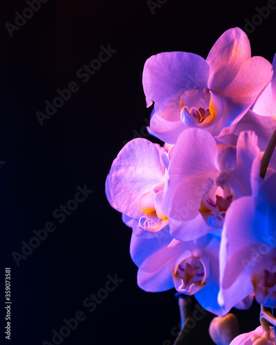 Orchids illuminated by black light (UV). Black isolated