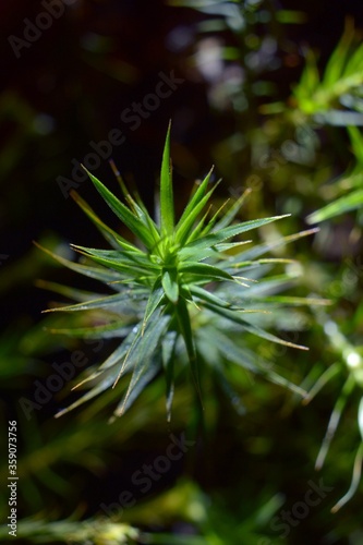 Polytrichastrum formosum     Moss     Z  otow  os strojny     Tr  jmiejski Park Krajobrazowy