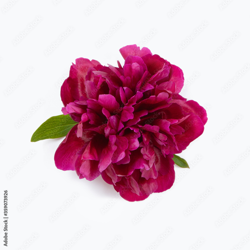 Beautiful purple peony flower with green leaves and slight shadow isolated on white background. Element for design of invitations, greeting cards. Square format. Top view, flat lay, closeup Beautiful purple peony flower with green leaves and slight shadow isolated on white background. Element for design of invitations, greeting cards. Square format. Top view, flat lay, closeup