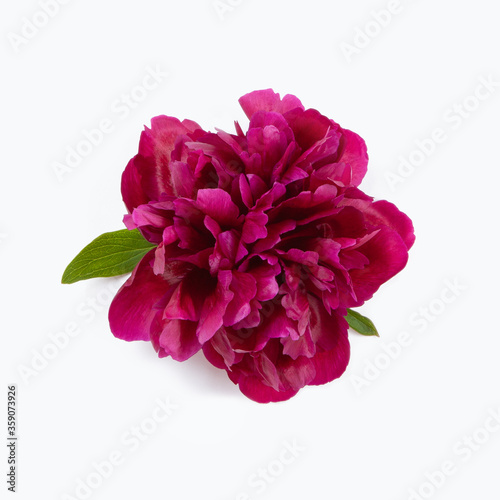 Beautiful purple peony flower with green leaves and slight shadow isolated on white background. Element for design of invitations, greeting cards. Square format. Top view, flat lay, closeup