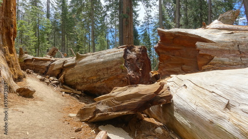 Fallen redwood tree at Trail of 100 Giants in Sequoia National Forest  photo