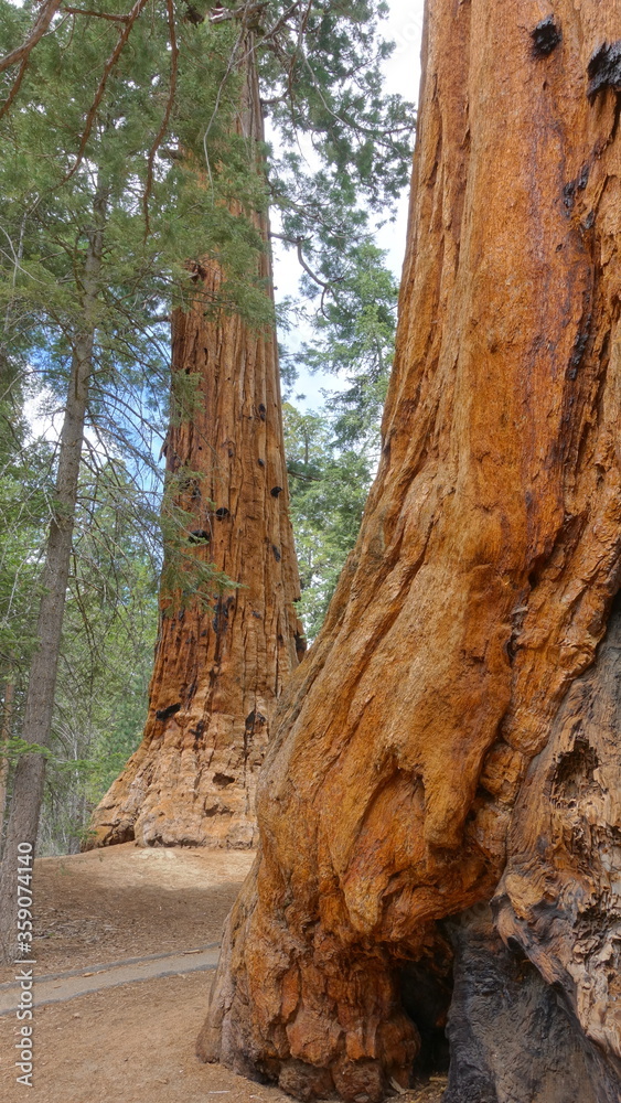 Giant redwood trees at the Trail of 100 Giants in Sequoia National Forest 