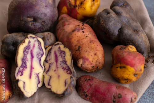 Fototapeta Naklejka Na Ścianę i Meble -  Peruvian native potatoes, harvested in Cusco, Peru