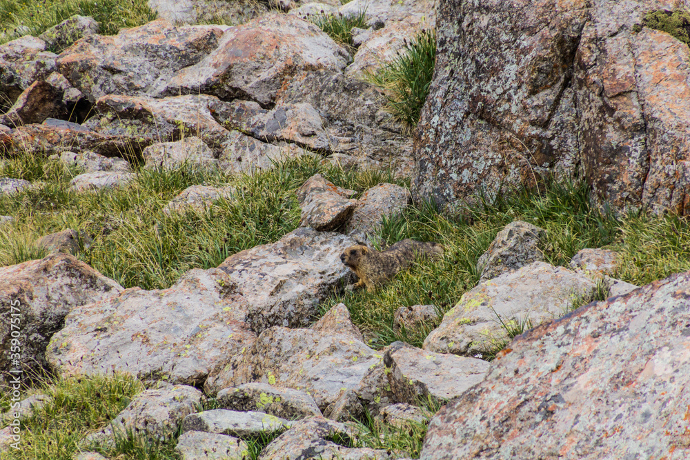 Gray (Altai) marmot (Marmota baibacina) near Ala Kul lake in Kyrgyzstan Gray (Altai) marmot (Marmota baibacina) near Ala Kul lake in Kyrgyzstan