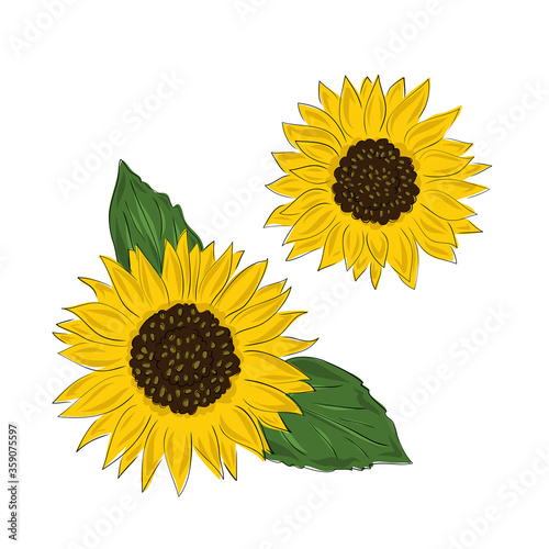 Elegant natural hand drawing of sunflower head. Flower or cultivated crop on white background. Botanical floral vector illustration in vintage style.
