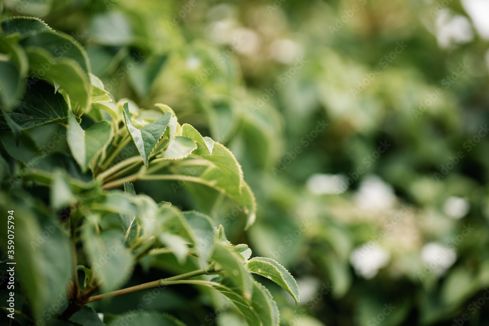 Green leafy garden with out of focus elements and copy space