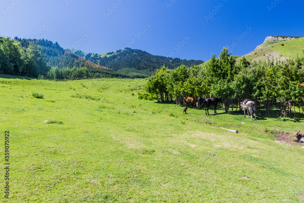 Horses at a meadow near Kerege Tash village near Karakol, Kyrgyzstan