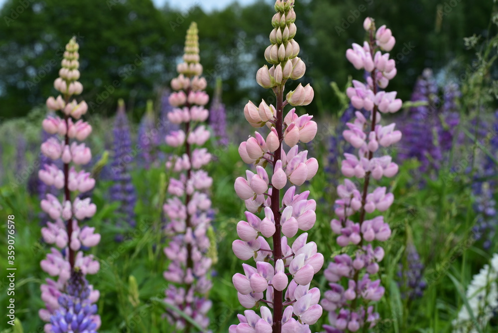 Lupines on high powerful stems with pink and blue delicate flowers grow in the field. Lupines on high powerful stems with pink and blue delicate flowers grow in the field.