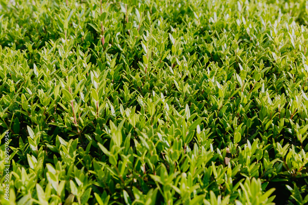 green bush top view Green leaves wall background. High quality photo