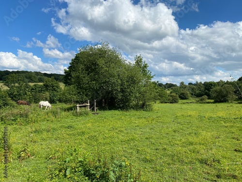 A large meadow, with trees and horses in the distance in, Fagley, Bradford, UK
