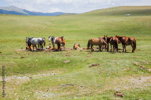 Herd of horses near Song Kul lake, Kyrgyzstan © Matyas Rehak