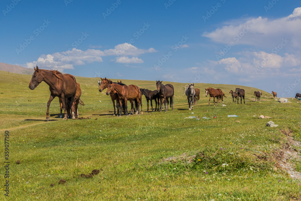 Fototapeta premium Horses on a meadow near Song Kul lake, Kyrgyzstan