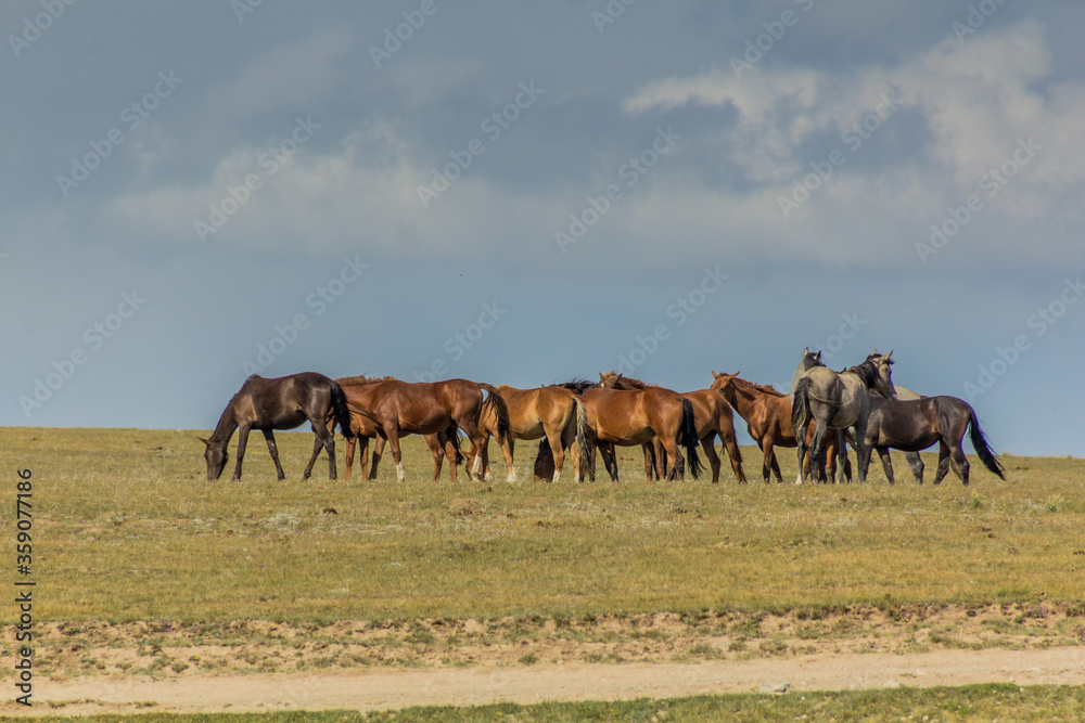 Horses on a meadow near Song Kul lake, Kyrgyzstan Horses on a meadow near Song Kul lake, Kyrgyzstan