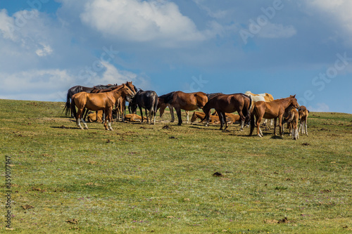 Herd of horses near Song Kul lake, Kyrgyzstan