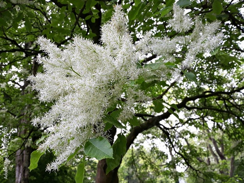 White flowers of Fringe tree or Chionanthus Virginicus. photo