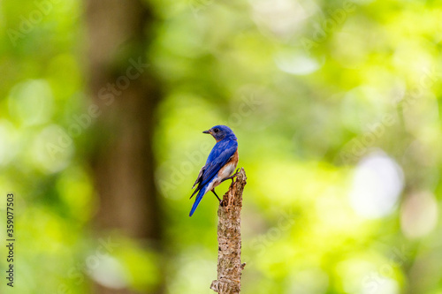 Bird Profile