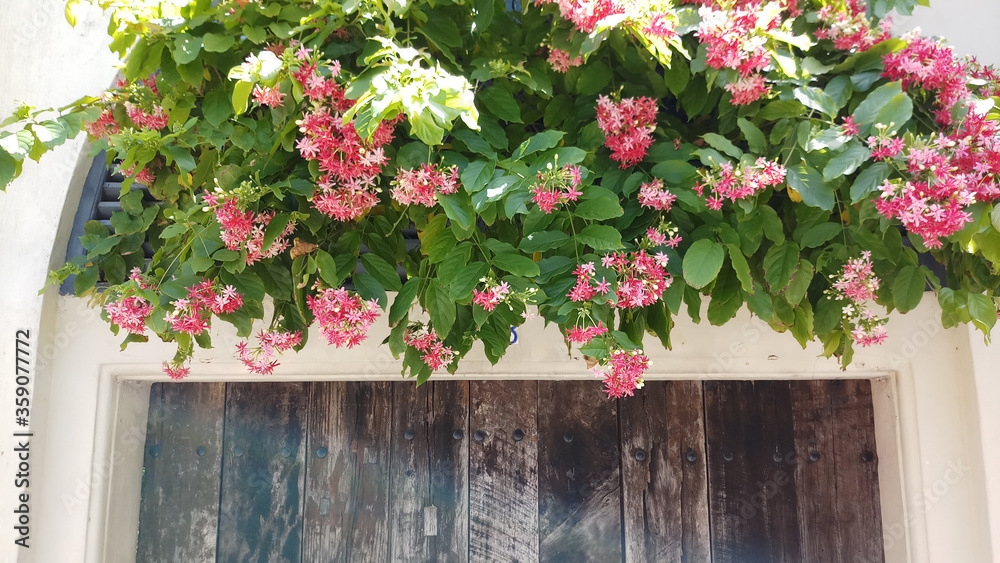 Fototapeta premium Natural flower decor for domestic wall entrance.External Wall decoration by natural flower and leaf.Rustic and flower combination for door entrance.Door Entrance.