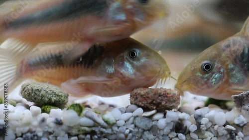 Ein Panzerwels im Aquarium.
 photo