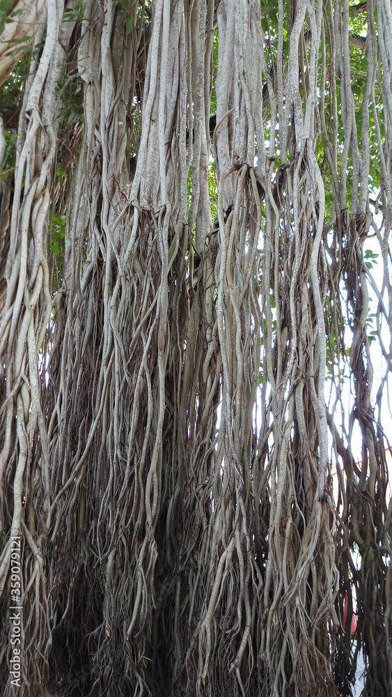 Ficus benghalensis, commonly known as the banyan, banyan fig and Indian banyan, is a tree native to the Indian Subcontinent.Large tree located in outdoor garden at Sri Lanka. Ficus benghalensis, commonly known as the banyan, banyan fig and Indian banyan, is a tree native to the Indian Subcontinent.Large tree located in outdoor garden at Sri Lanka.