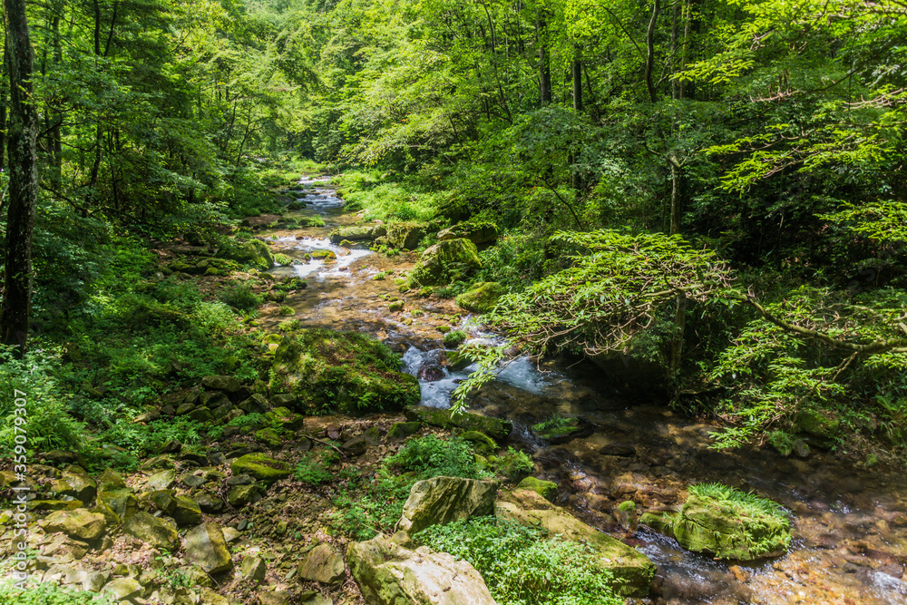 View of Golden Whip stream in Zhangjiajie National Forest Park in Hunan province, China View of Golden Whip stream in Zhangjiajie National Forest Park in Hunan province, China