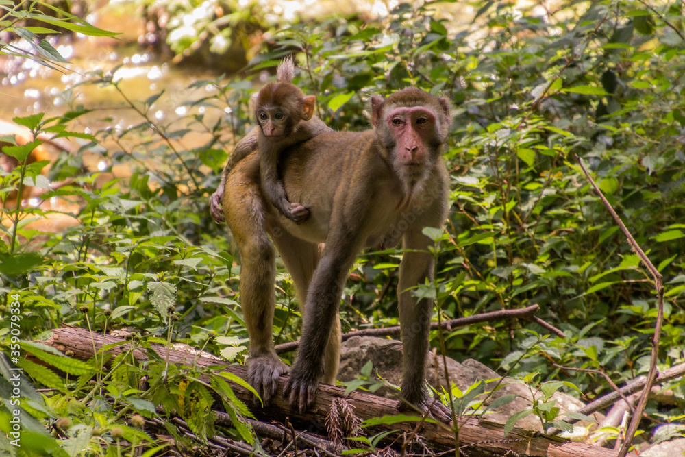 Macaque with a baby in Zhangjiajie National Forest Park in Hunan province, China