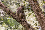 Macaque with a baby in Zhangjiajie National Forest Park in Hunan province, China